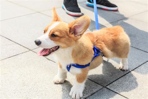 Pembroke welsh corgi for adoption - These pups are in Huntley, Illinois too! Below are our newest added Pembroke Welsh Corgis available for adoption in Huntley, Illinois. To see more adoptable Pembroke Welsh Corgis in Huntley, Illinois, use the search tool below to enter specific criteria!